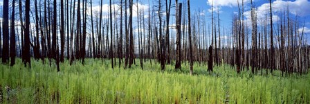 Burnt Pines at the Grand Canyon, Arizona by Panoramic Images art print
