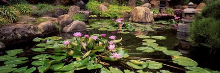 Lotus blossoms, Japanese Garden, University of California, Los Angeles, California by Panoramic Images art print