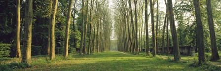 Trees Versailles France by Panoramic Images art print