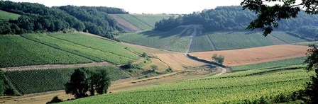 France, Chablis, vineyards by Panoramic Images art print