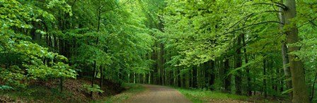 Road Through a Forest near Kassel Germany by Panoramic Images art print