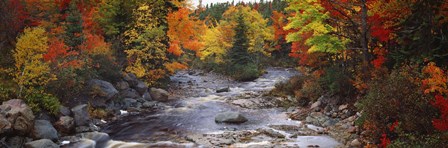 Stream with trees in a forest in autumn, Nova Scotia, Canada by Panoramic Images art print
