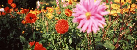Dahlia flowers in a park, Stuttgart, Baden-Wurttemberg, Germany by Panoramic Images art print