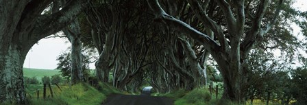 Trees at the Dark Hedges, Armoy, County Antrim, Northern Ireland by Panoramic Images art print