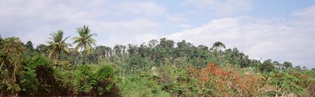 Plant growth in a forest, Manual Antonia National Park, Quepos, Costa Rica by Panoramic Images art print