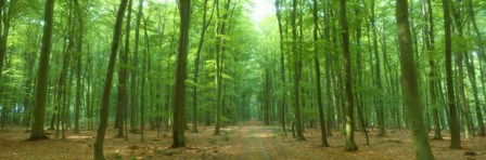 Pathway Through Forest, Mastatten, Germany by Panoramic Images art print