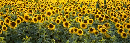 Sunflowers (Helianthus annuus) in a field, Bouches-Du-Rhone, Provence, France by Panoramic Images art print