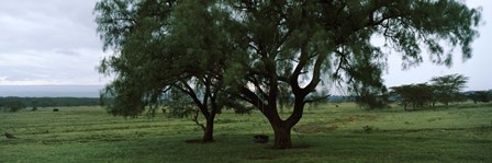 Trees on a landscape, Lake Nakuru National Park, Great Rift Valley, Kenya by Panoramic Images art print
