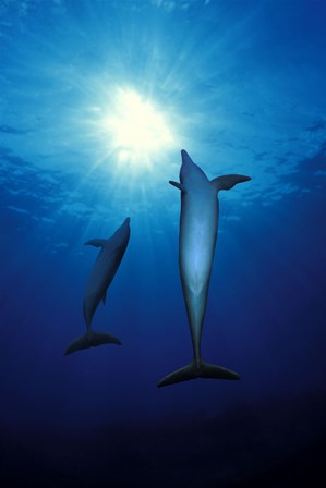 Bottle-Nosed dolphins (Tursiops truncatus) in the sea by Panoramic Images art print
