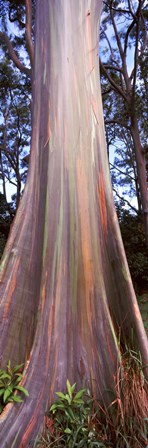 Rainbow eucalyptus (Eucalyptus deglupta) tree, Hana Highway, Maui, Hawaii, USA by Panoramic Images art print