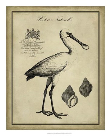 Antiquarian Spoonbill by Vision Studio art print