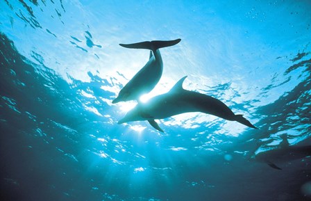 Upward view of two silhouetted dolphins on surface of sea by Panoramic Images art print