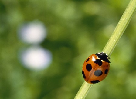 Ladybug on a stem by Panoramic Images art print