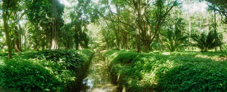 Trees in a botanical garden, Jardim Botanico, Zona Sul, Rio de Janeiro, Brazil by Panoramic Images art print