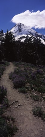 Wildflowers along a trail with mountain in the background, Cloud Cap Trail, Mt Hood, Oregon, USA by Panoramic Images art print