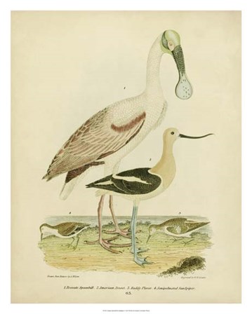 Antique Spoonbill &amp; Sandpipers by Alexander Wilson art print