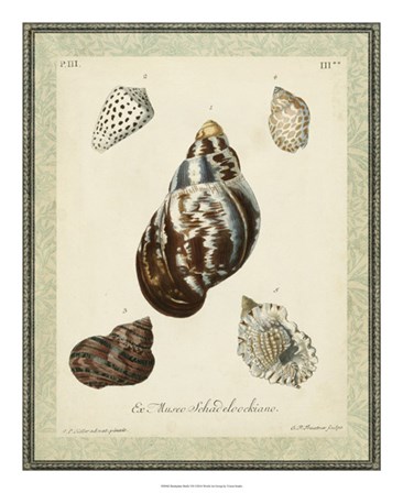 Bookplate Shells VII by Vision Studio art print