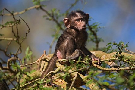Baby Olive Baboon, Lake Nakuru National Park, Kenya by Adam Jones / Danita Delimont art print
