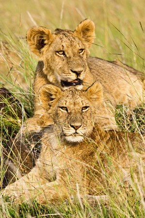 Group of lion cubs, Panthera leo, Masai Mara, Kenya by Adam Jones / Danita Delimont art print