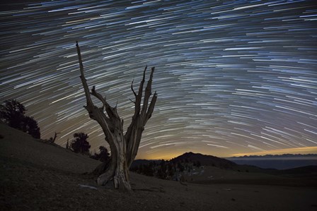 A dead bristlecone pine tree against a backdrop of star trails by Dan Barr/Stocktrek Images art print