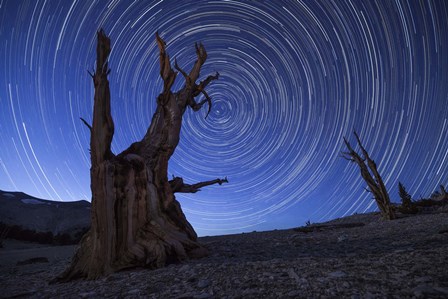 Star trails above an ancient bristlecone pine tree, California by Dan Barr/Stocktrek Images art print
