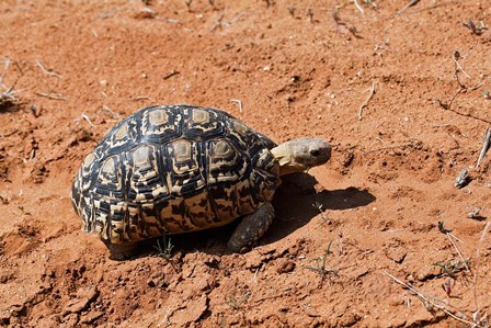 Leopard Tortoise, Samburu National Game Reserve, Kenya by Adam Jones / Danita Delimont art print