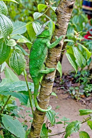 Madagascar, Lizard, Chameleon on tree limb by Jaynes Gallery / Danita Delimont art print
