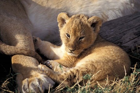 Kenya, Masai Mara. Six week old Lion cub (Panthera leo) by Adam Jones / Danita Delimont art print