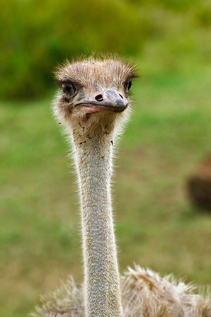 Ostrich, Lake Nakuru National Park, Kenya by Adam Jones / Danita Delimont art print