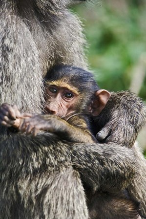 Baby Olive Baboon, Lake Nakuru National Park, Kenya by Adam Jones / Danita Delimont art print