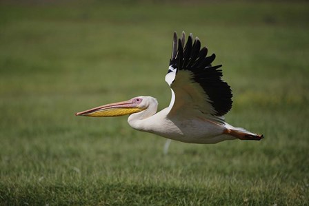 White Pelican bird in flight, Lake Nakuru, Kenya by Adam Jones / Danita Delimont art print