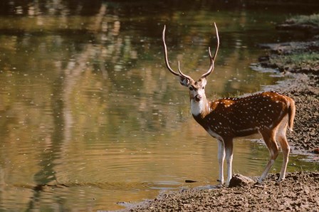 Chital at Water&#39;s Edge in Bandhavgarh National Park, India by Dee Ann Pederson / Danita Delimont art print
