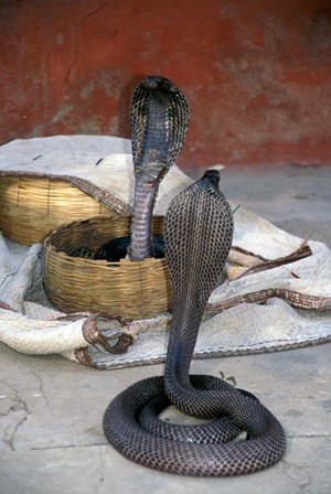 Snake Charming, Oris, India by Judith Haden / Danita Delimont art print