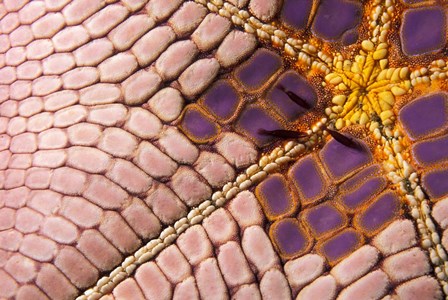 Shrimp on Cushion Star, Indonesia by Stuart Westmorland / Danita Delimont art print