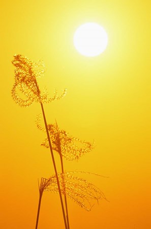 Susuki Grass at Sunset, Kagoshima, Japan by Rob Tilley / Danita Delimont art print