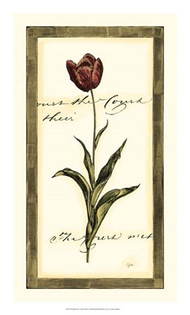 Jen&#39;s Tulip I by Vision Studio art print