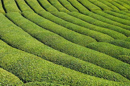 Tea Field in Rize, Black Sea region of Turkey by Ali Kabas / Danita Delimont art print