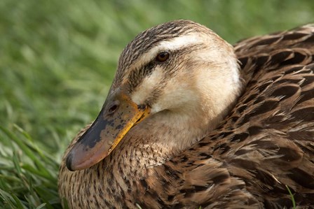 Duck, Richmond, Tasmania, Australia by David Wall / Danita Delimont art print