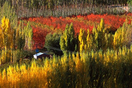 Autumn Colours, Bannockburn, Central Otago, New Zealand by David Wall / Danita Delimont art print