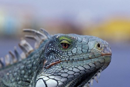 Iguana, Curacao, Caribbean by Greg Johnston / Danita Delimont art print