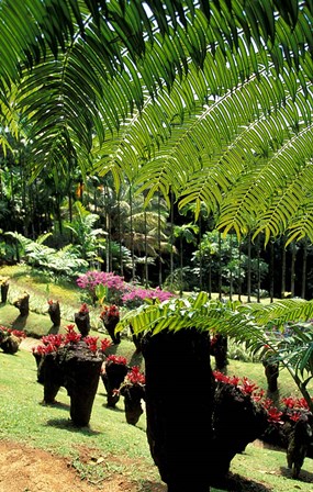 Tropical Plants at the Pitons du Carbet, Martinique, Caribbean by Walter Bibikow / Danita Delimont art print