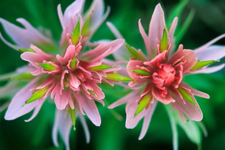 Indian Paintbrush, Banff National Park, Alberta, Canada by Rob Tilley / Danita Delimont art print