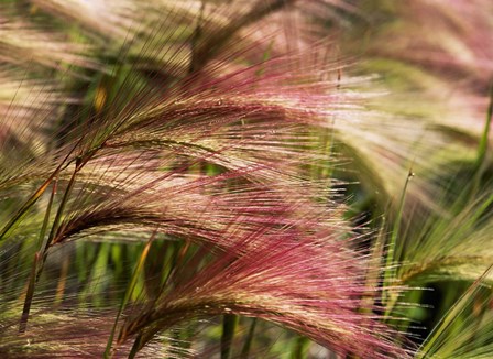 Foxtail barley, Banff NP, Alberta, Canada by Stuart Westmorland / Danita Delimont art print