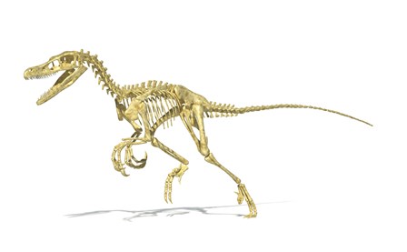 3D Rendering of a Velociraptor Dinosaur Skeleton by Leonello Calvetti/Stocktrek Images art print
