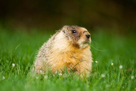 Yellow-bellied marmot, Stanley Park, British Columbia by Paul Colangelo / Danita Delimont art print