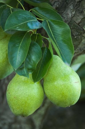 Bartlett Pear, Okanagan Valley, British Columbia, Canada, Na by Rob Tilley / Danita Delimont art print