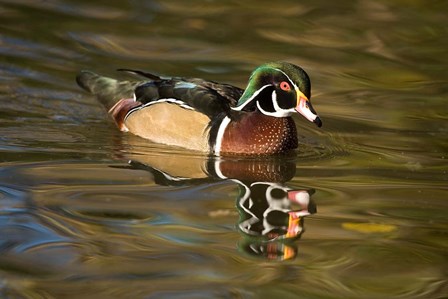 USA Carolina or Wood Duck, reflected in a Pond by David Slater / Danita Delimont art print