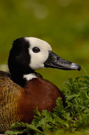 White-faced Whistling Duck, England by Pete Oxford / Danita Delimont art print