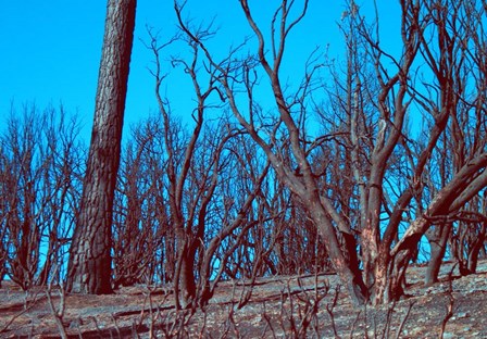 Burned Trees And A Sky by Naxart art print