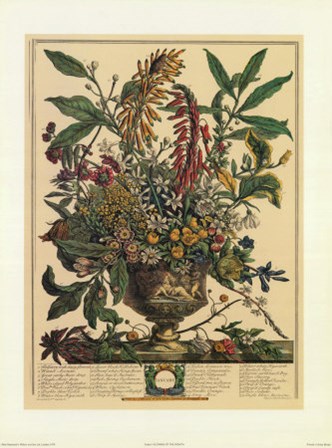 January/Twelve Months of Flowers, 1732 by Robert Furber art print